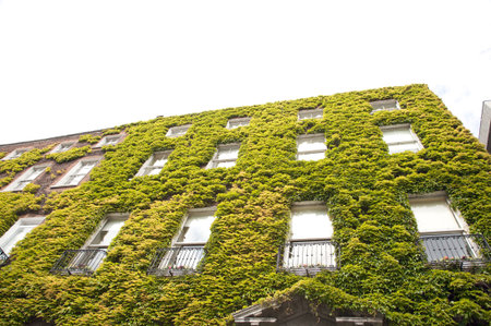 wall building full of ivy and windowsの写真素材