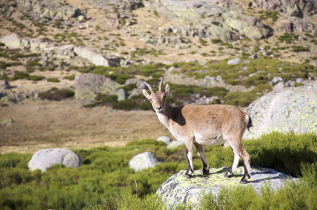 goats at gredos mountains in avila spainの写真素材