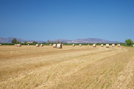 hay fields at the country in Girona Catalunya Spainの写真素材