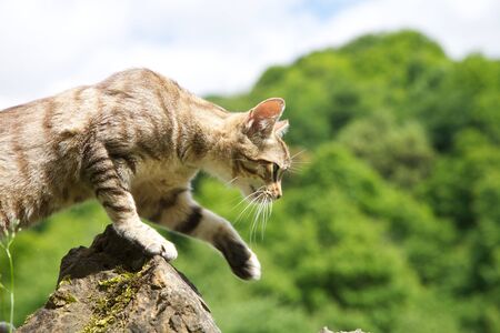 tabby cat on stones fence at Asturias countryside in Spainの写真素材