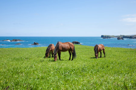 horses grazing on green field near ocean in Asturias Spainの写真素材