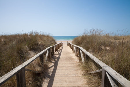 wooden walkway or path with hand rail with green blue turquoise water ocean or sea over nature in...