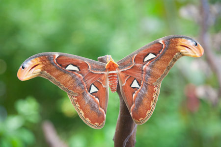 beautiful tropical orange, brown and white moth butterfly named Attacus Atlas, from Saturniidae...