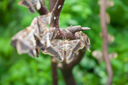 beautiful tropical grey, brown and white moth butterfly named Samia Ricini or Cynthia, from Saturniidae family, also known as Ailanthus silk moth, in branch plantの写真素材