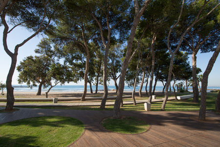 park with pine trees next to San Vicente or Sant Vicent Turret Beach, also named Torreon, in Benicassim, Castellon, Valencia, Spain, Europe. Green grass, blue clear sky and Mediterranean Seaの写真素材