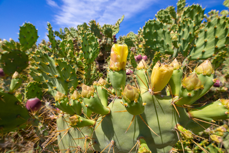 green plants Cactus Pear or Nopal (also named opuntia ficus-indica, fig opuntia, Barbary fig, spineless, prickly, chumbera) with yellow flowers and purple fruits, in Cadiz, Andalusia, Spainの写真素材