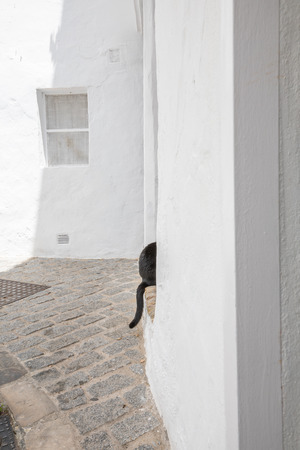 back and tail of black cat leaning on exterior door frame in streetの写真素材