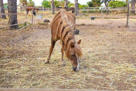 front view of Spanish domestic brown horse with blonde hair with pigtails, grazing hay on a plot of a farmの写真素材