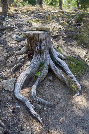 Tree trunk cut with with a curious shape in a forest in the Guadarrama National Park mountains, in...
