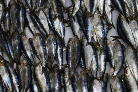 A close-up of the fish arranged on a fish-stall creates an abstract effect with the silver shades of the fish scales and their blue hues. Essaouira, Morocco.の写真素材