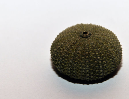 Green sea urchin against white background