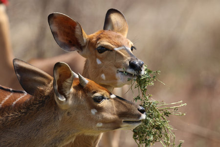 nyalaの写真素材