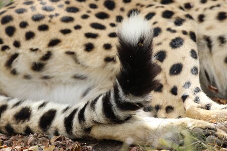 cheetahの写真素材