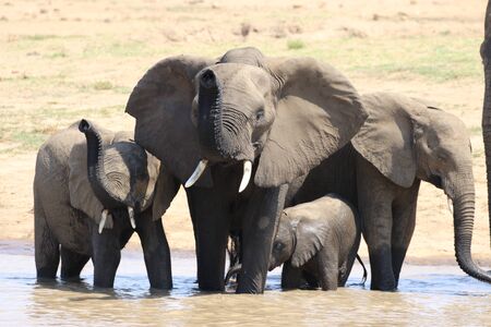 elephants drinkingの写真素材