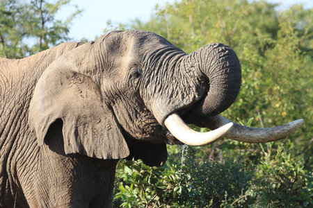 elephantの写真素材