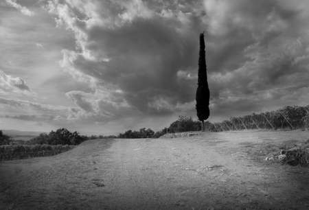 Lone cypressの写真素材