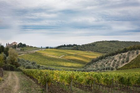 Autumn Vineyardsの写真素材