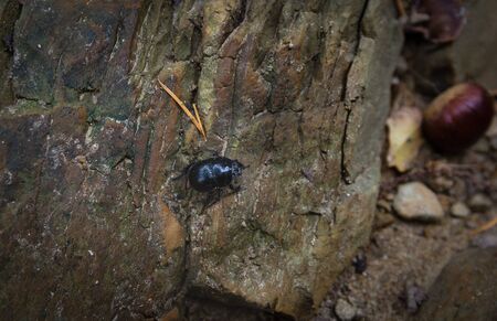 blackの写真素材