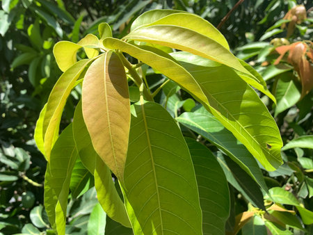 A bunch of green leaves from an Indian mango tree under the glare of the sun
