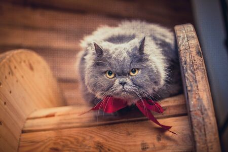 Cat in the studioの写真素材