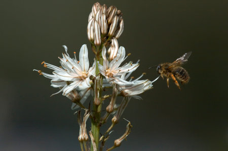 Bee and flower