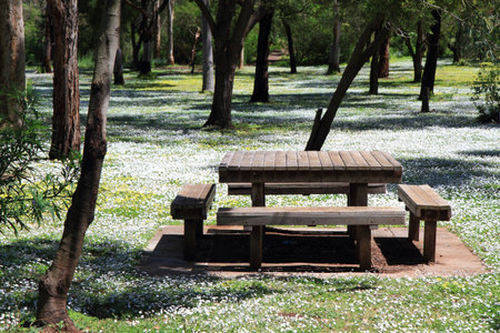 Picnic table among trees and white flowers
