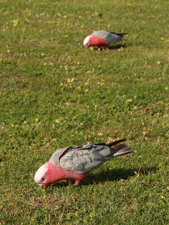 Galah parrots (Cacatua roseicapilla) feeding in the lownの写真素材