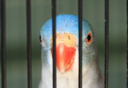 Parrot staring from a cageの写真素材
