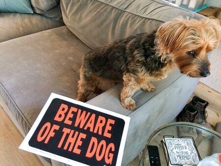 yorkshire small dog guarding home beware of dog signの写真素材