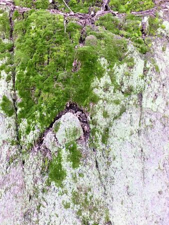 green moss on stone light green and purpleの写真素材