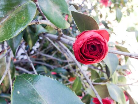 Bright red flower bush in meadow with green plantsの写真素材