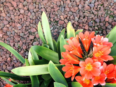 orange red bell lily plant beautiful on a sunny day