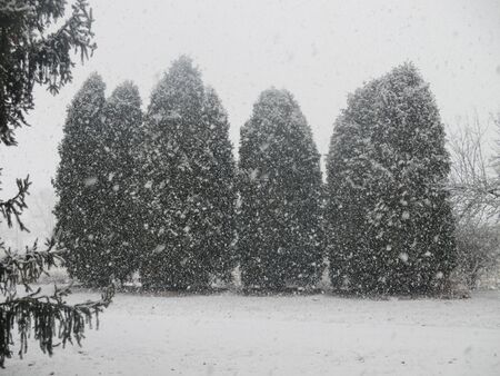 Pine Trees in the Snowの写真素材