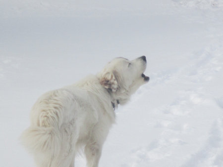 Dog Barking in Snow