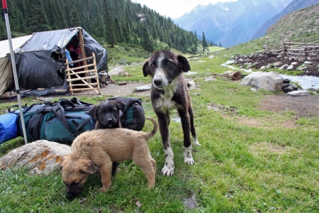 Dogs in Tien Shan Mountainsのeditorial素材