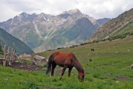 Horses in Ashukashka Suu valley, Tien Shan mountains, Kyrgyzstanの写真素材