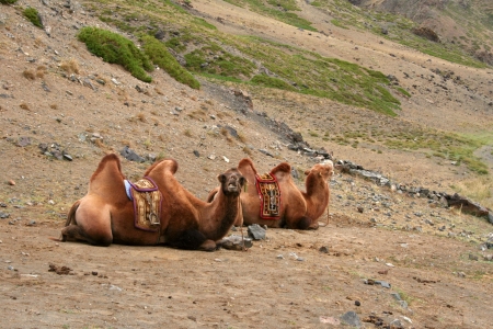 Gobi altai camel, Mongoliaの写真素材