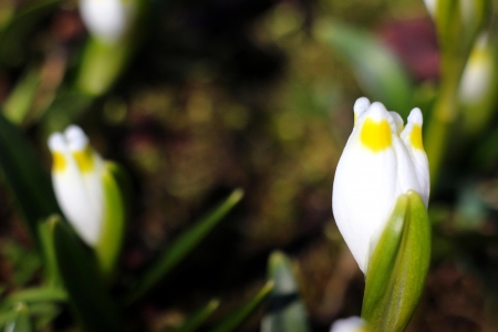 spring snowflakes flowers - leucojum vernum carpaticum の写真素材