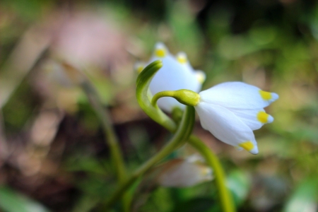 spring snowflakes flowers - leucojum vernum carpaticum の写真素材