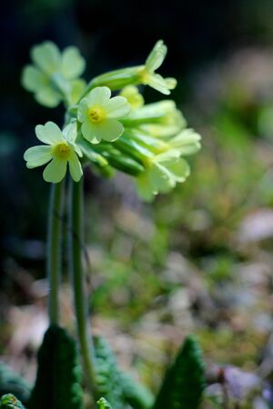 Blooming primula in a spring garden setting の写真素材