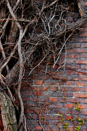 close up of faded vine plant on a brick wall の写真素材
