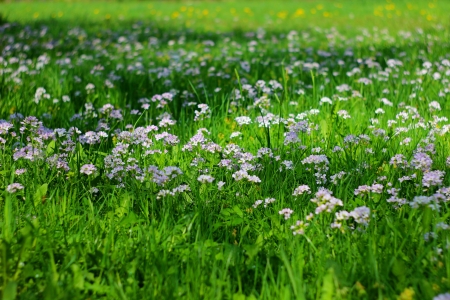 Lilac blooming Cardamine pratensis against the blurred natural background of a rural field  の写真素材
