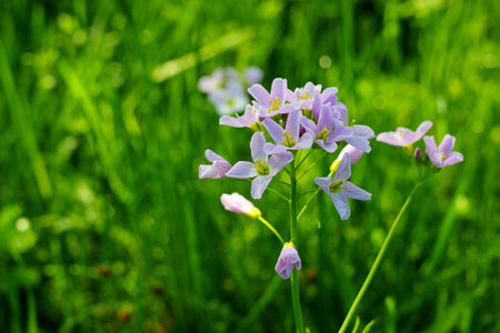 Lilac blooming Cardamine pratensis against the blurred natural background of a rural field  