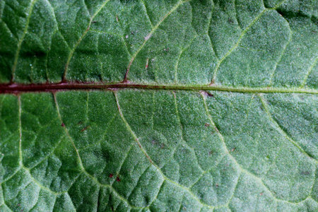Texture of a green leaf as background 
