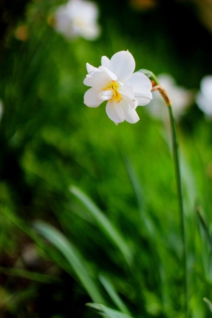 White Narcissus flowerの写真素材