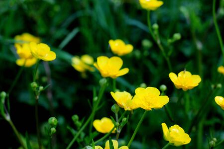 Flowering Ranunculus - buttercups, spearworts, water crowfoots の写真素材