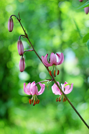 martagon lily  Lilium Martagon  の写真素材