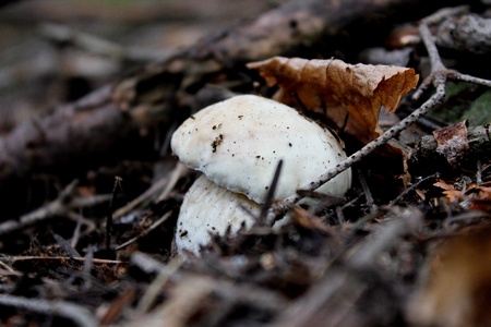 young brown cup mushroom in forest の写真素材