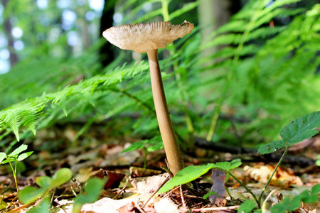 Amanita vaginata  Grisette,  Edible mushroom の写真素材