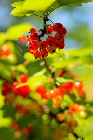 Red currants in the garden の写真素材